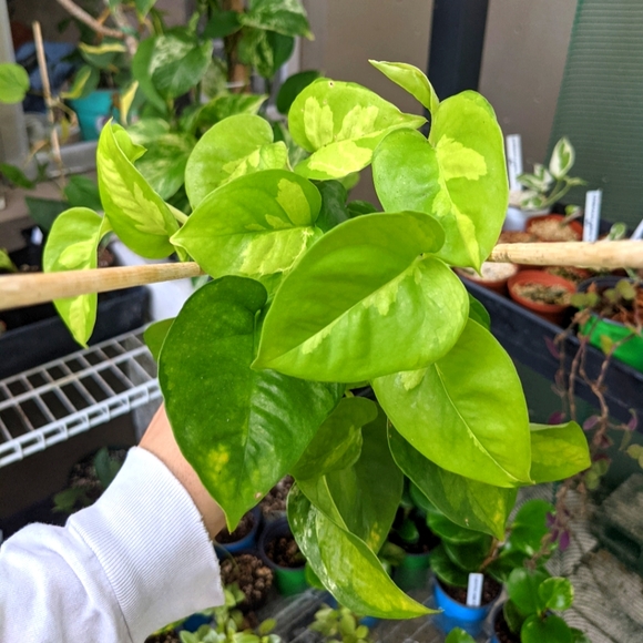 Global Green Pothos 4 Inch Live Rooted Plant - Picture 1 of 5